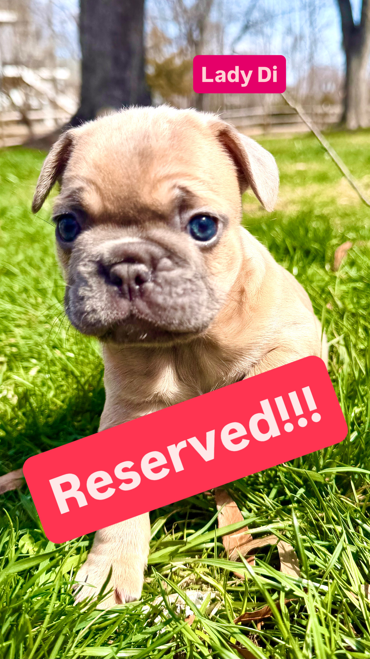 Lady Di — Blue Silver French Bulldog Puppy