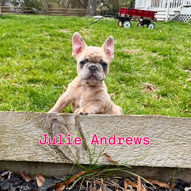 Julie Andrews — Merle French Bulldog Puppy