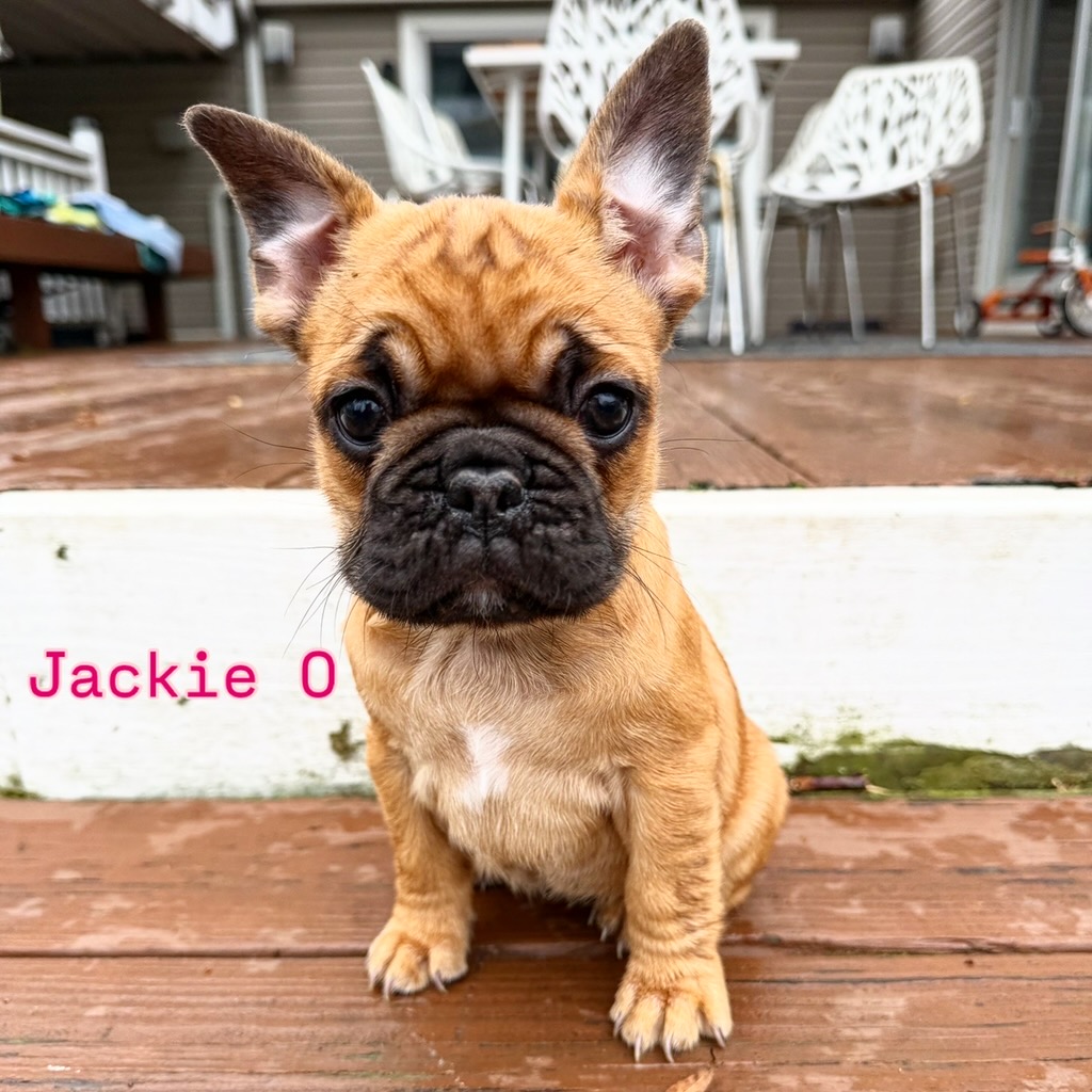 Jackie O — Fawn French Bulldog Puppy