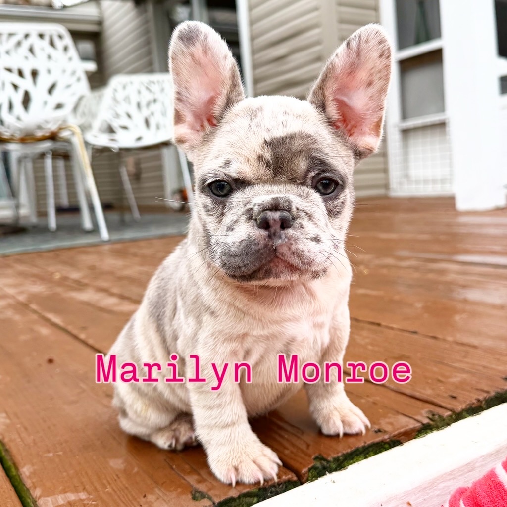 Marilyn Monroe — Merle French Bulldog Puppy