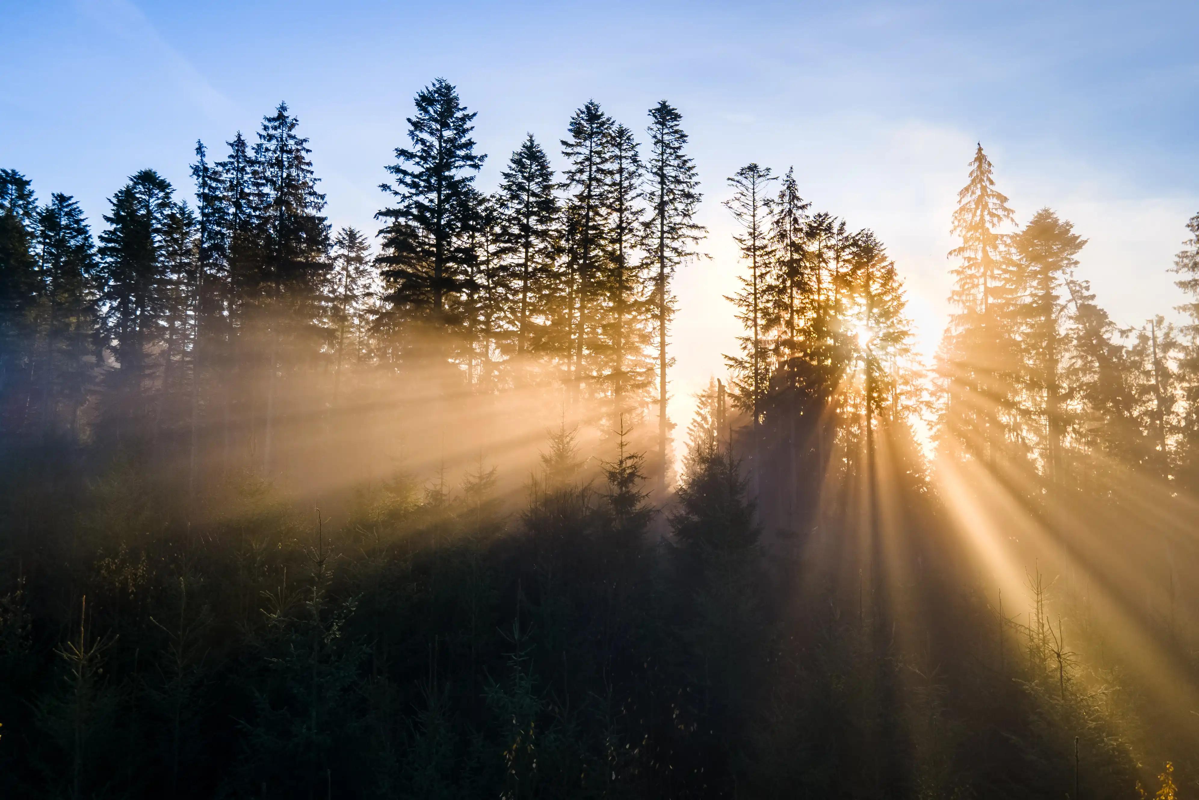 Morning sunlight coming though the trees