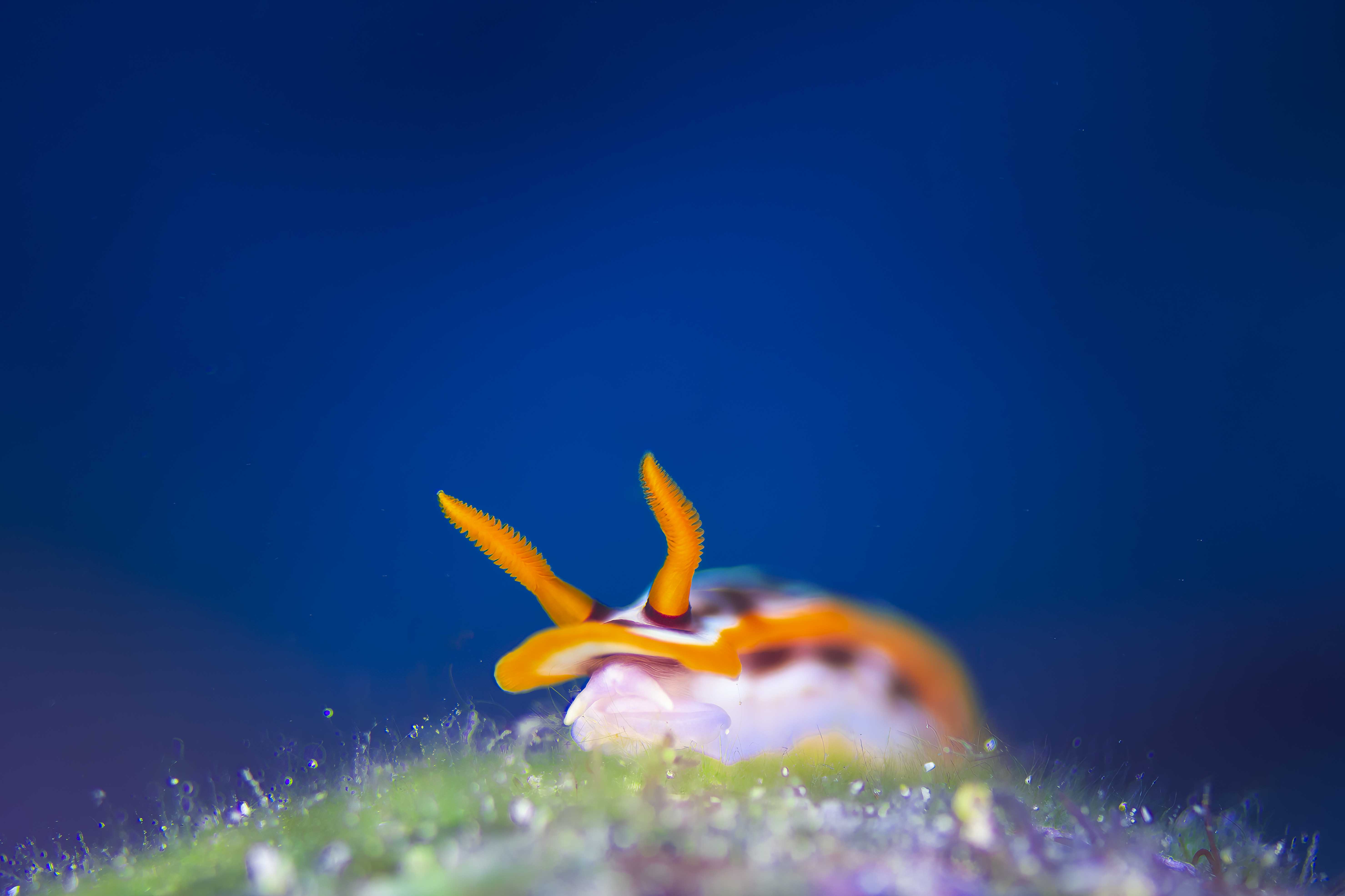 Nudibranch crossing marine growth in a way that resembles a grazing animal