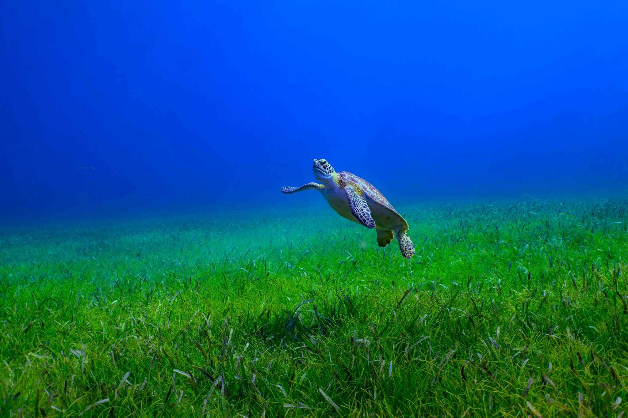 SECTION: A close-up, serene image of a sea turtle gliding through clear water, its shell patterned beautifully, emphasizing its gentle nature and the clarity of the ocean.