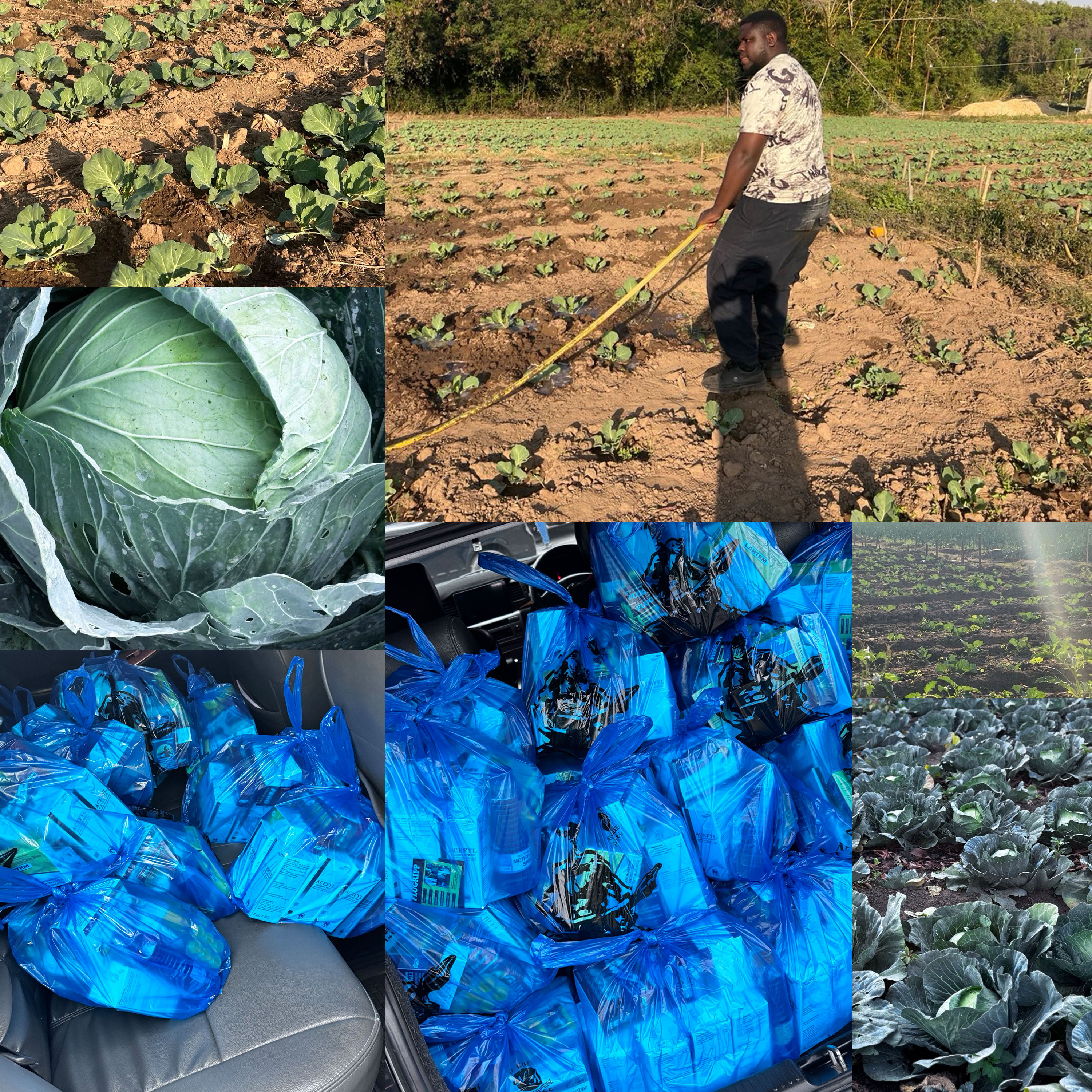 project zambia, cabbage, farm, orphanage project zambia, cabbage, farm, orphanage