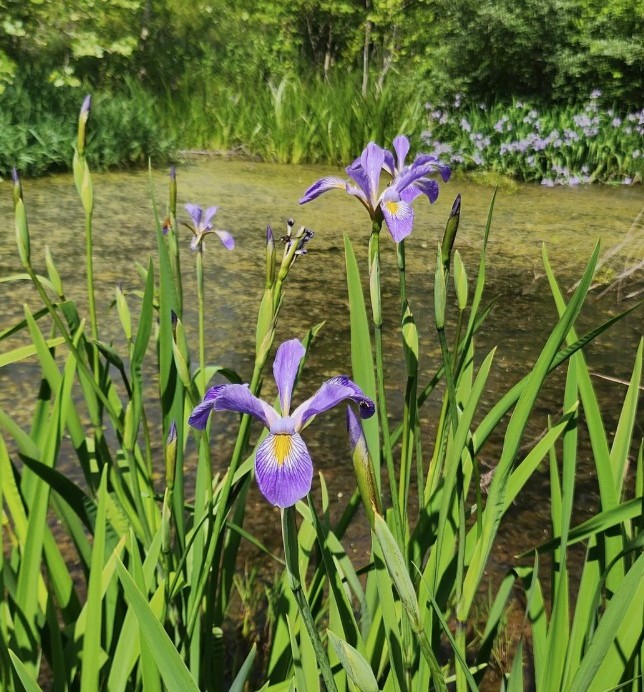 Blue Flag Iris growing in swampy waters Blue Flag Iris growing in swampy waters