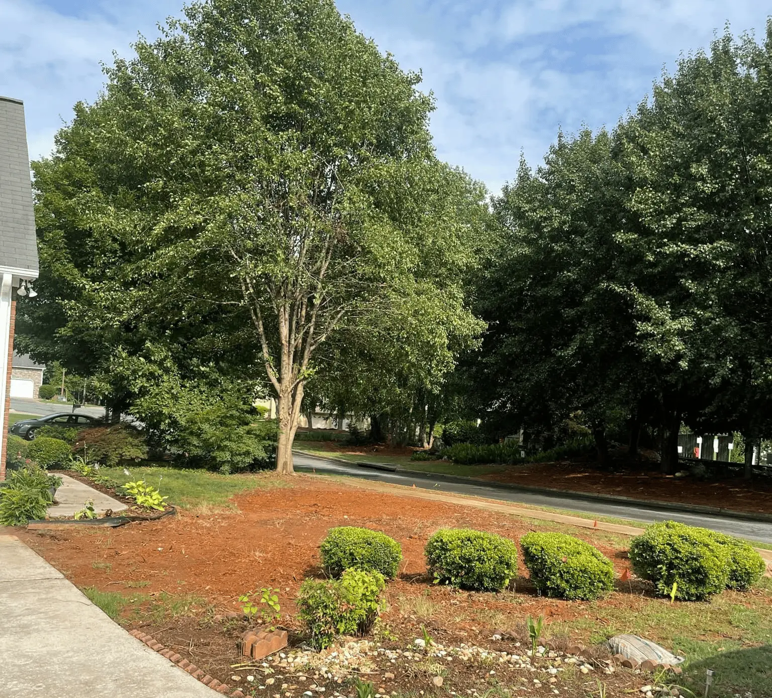 Tree Removal Service and cleanup