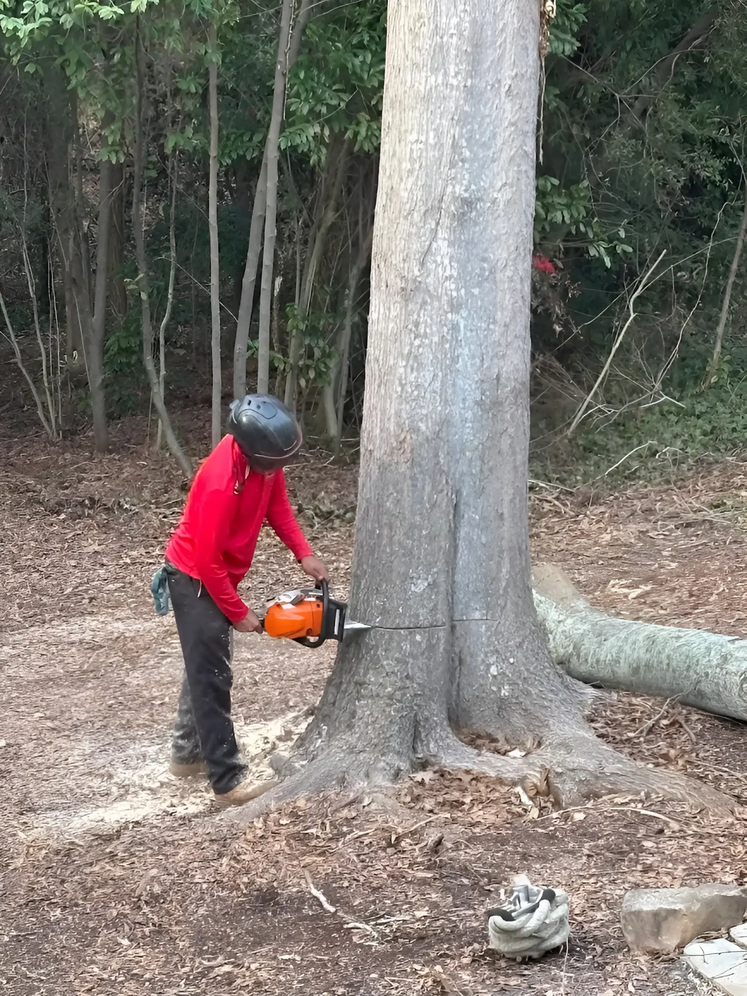 Tree Removal | Escamillas Tree Service