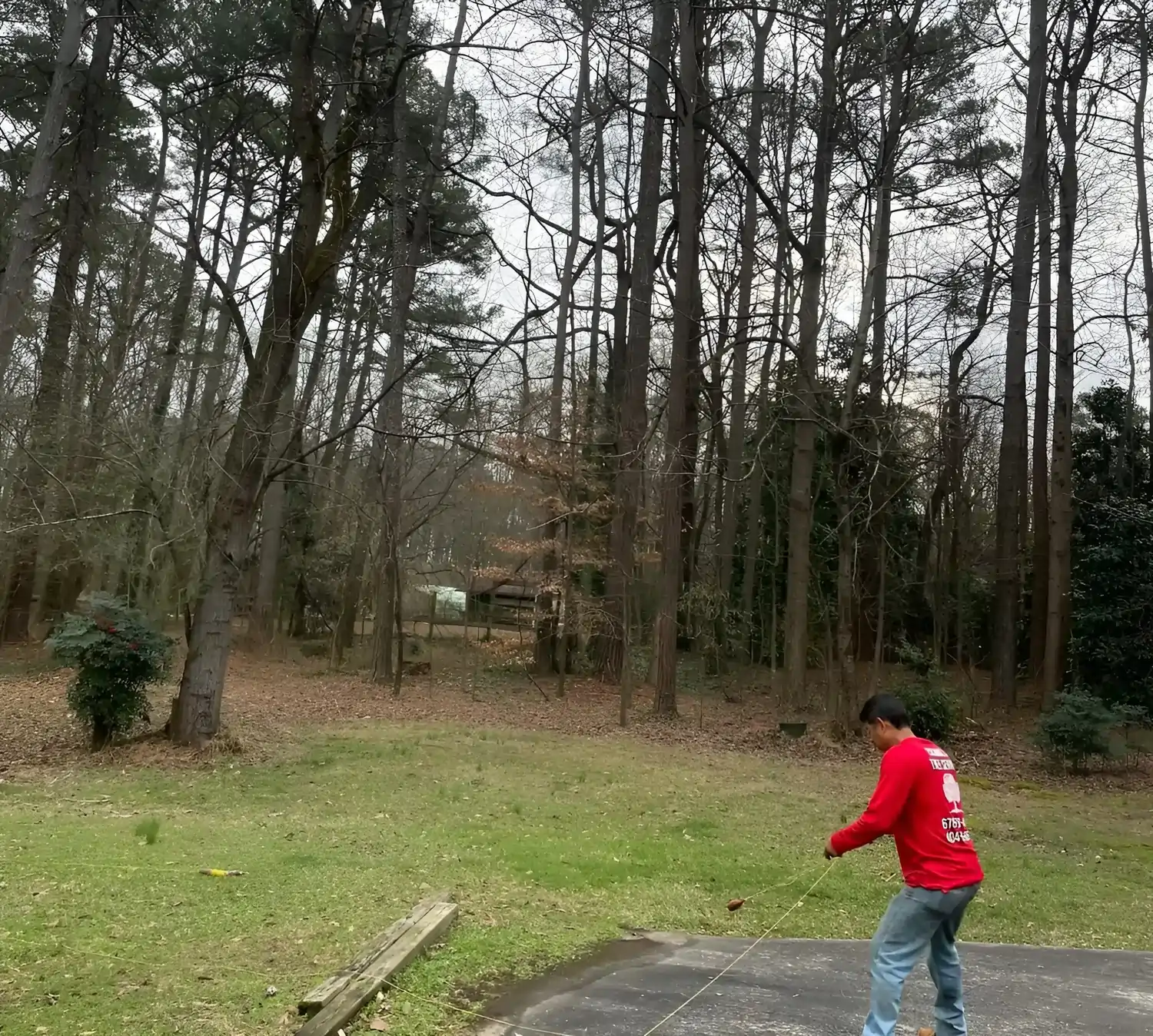 Tree Service Removal