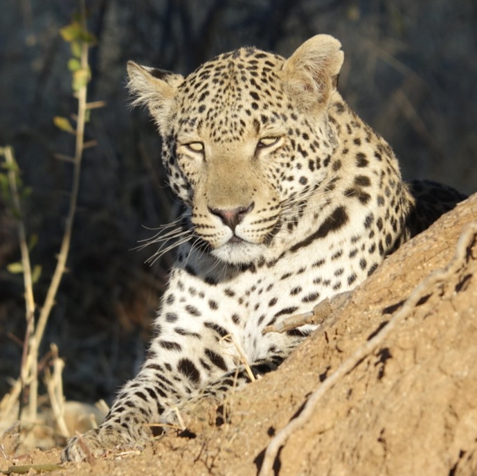 Author LA Petrie photo of leopard in Namibia