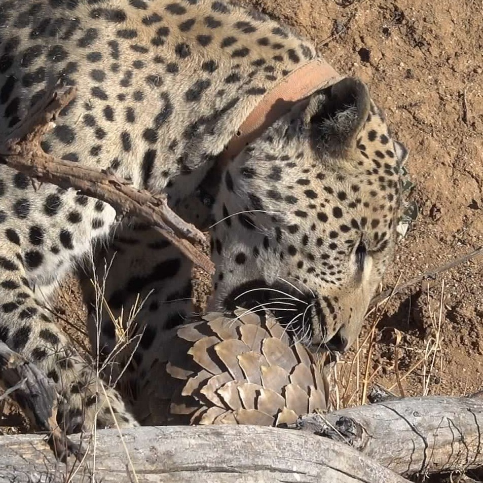 Author LA Petrie close up picture of Leopard attacking Pangolin in Namibia
