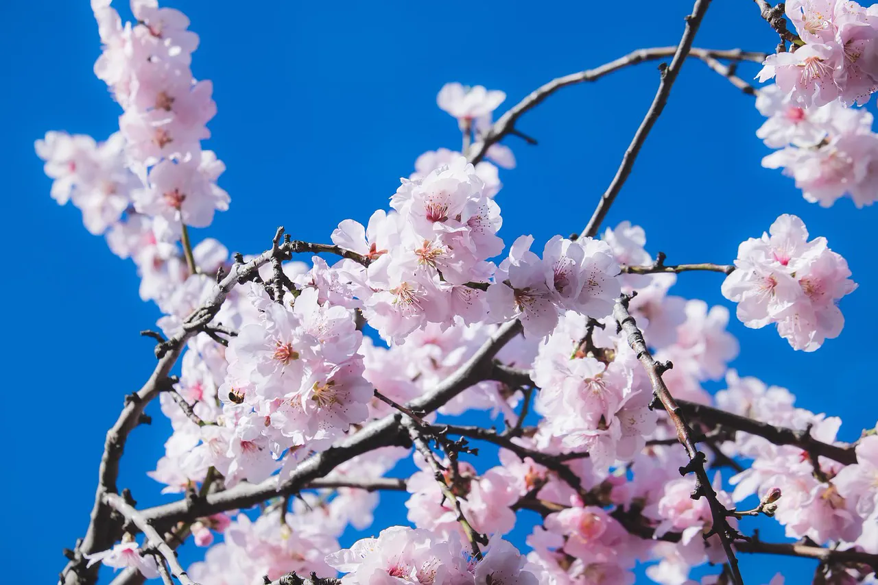 Kirsebærblomster
