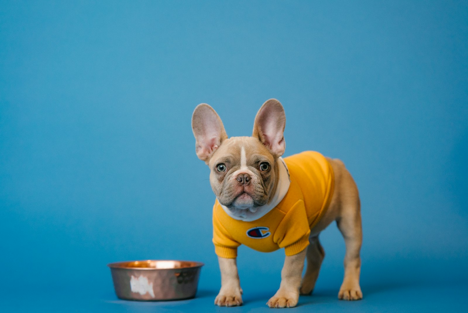 Austin Texas Home Buying With Pets Guide: How to Find Pet Friendly Neighborhoods & Properties (4)