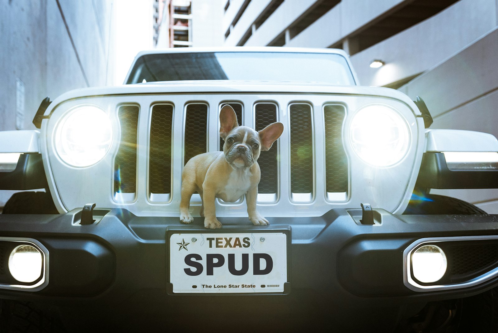 Austin Texas Home Buying With Pets Guide: How to Find Pet Friendly Neighborhoods & Properties