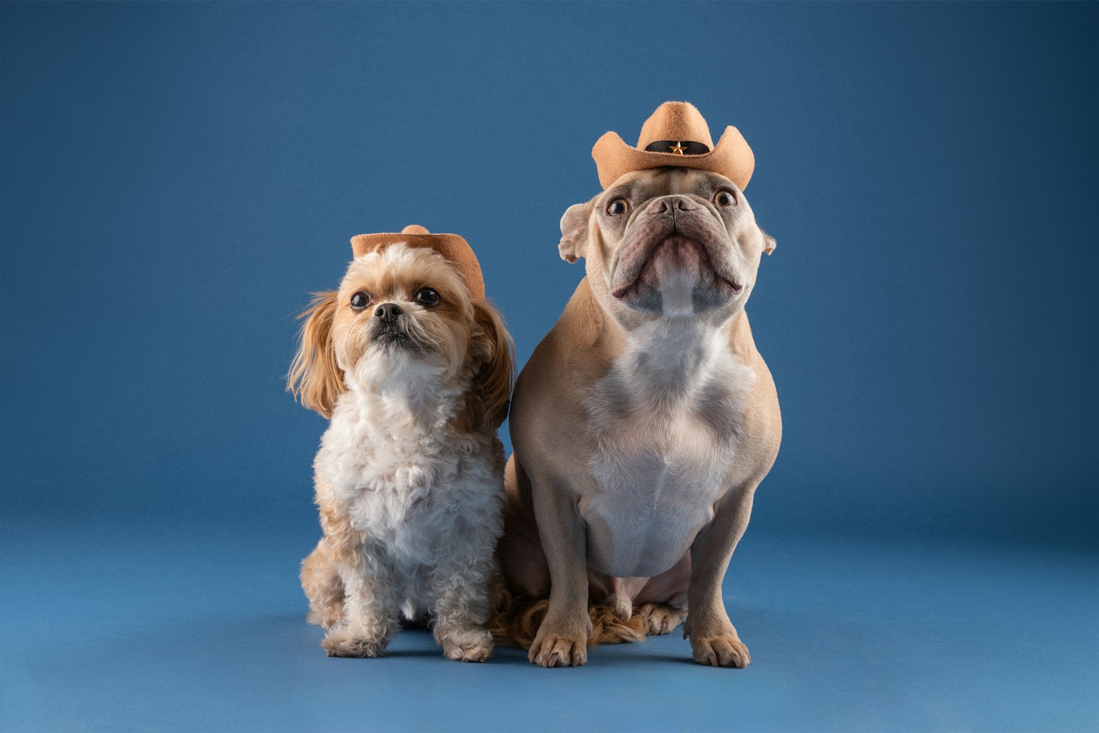 Selling a Home in Austin Texas With Pets: 2026 Guide for Sellers (1)