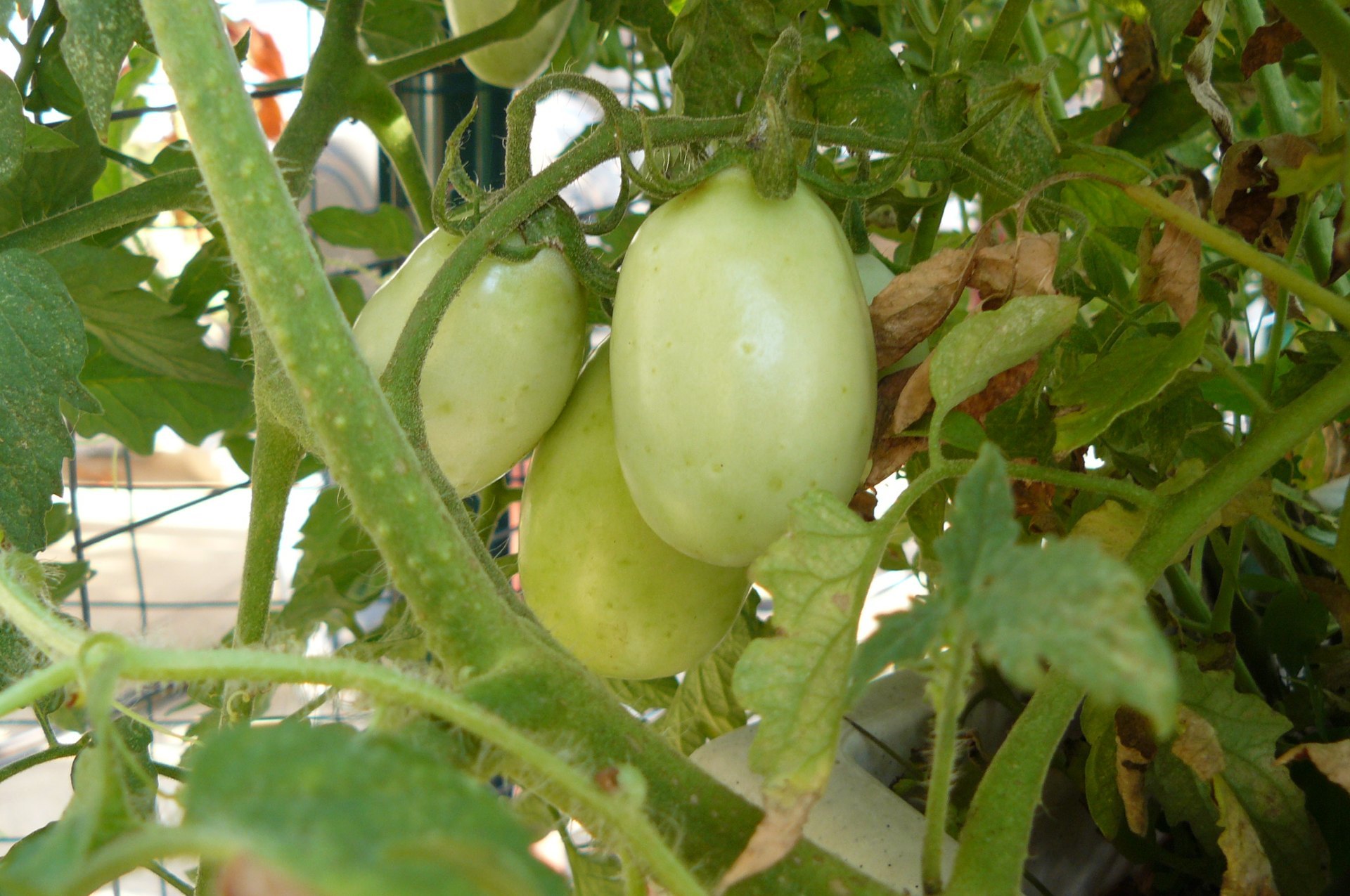 Aquaponic tomato 2