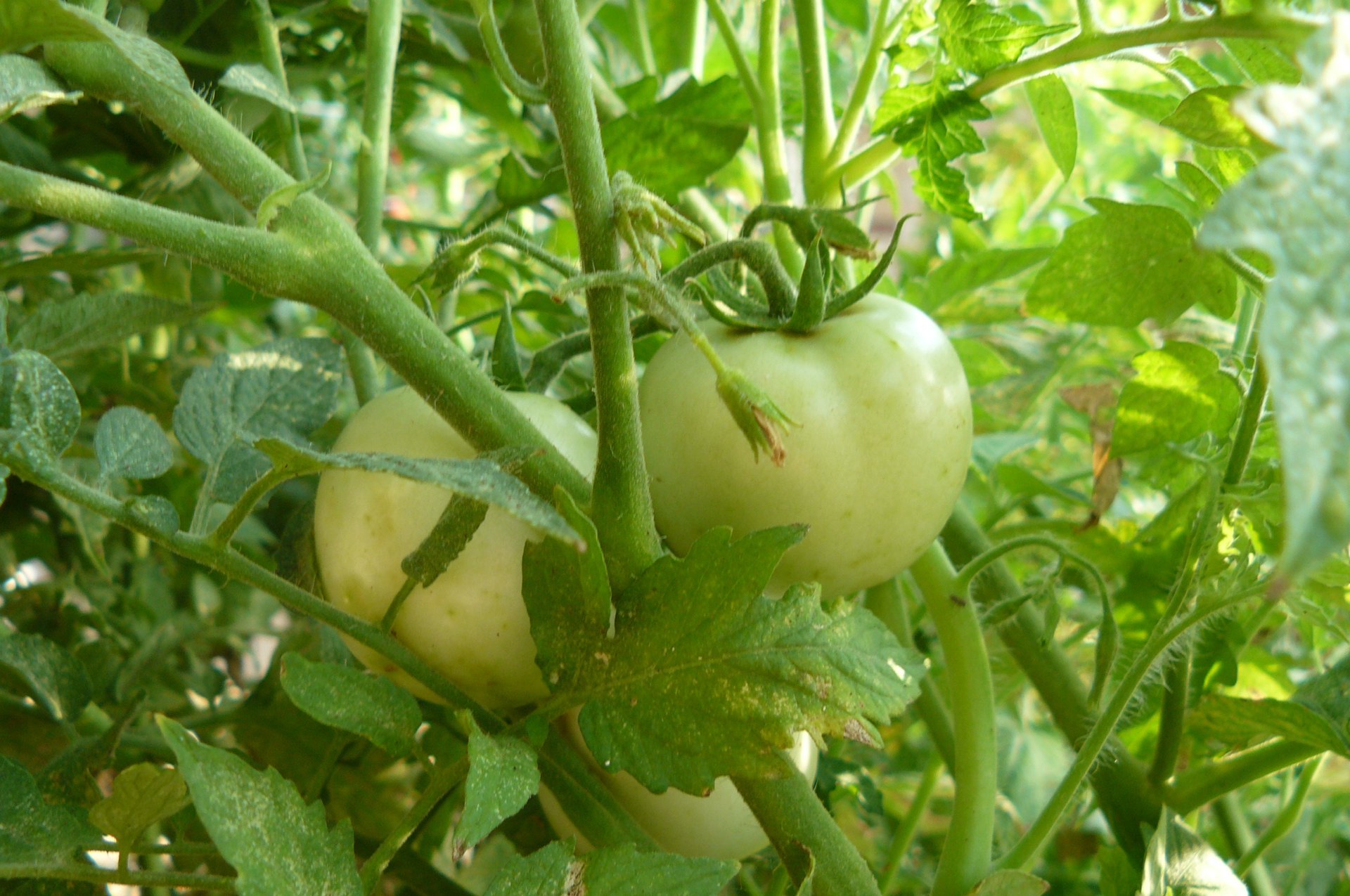 Aquaponic tomato 1