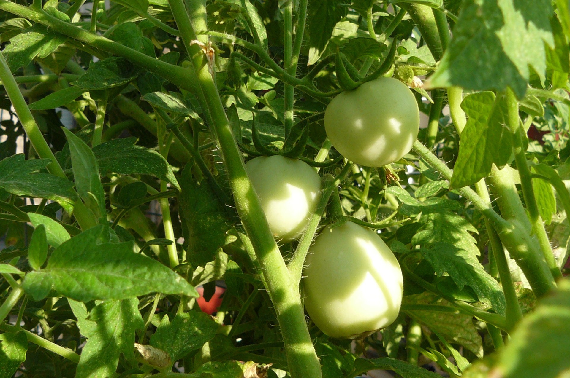 Aquaponic tomato 3
