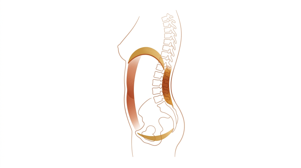 Diagrama anatómico — Cilindro de la Faja Interna