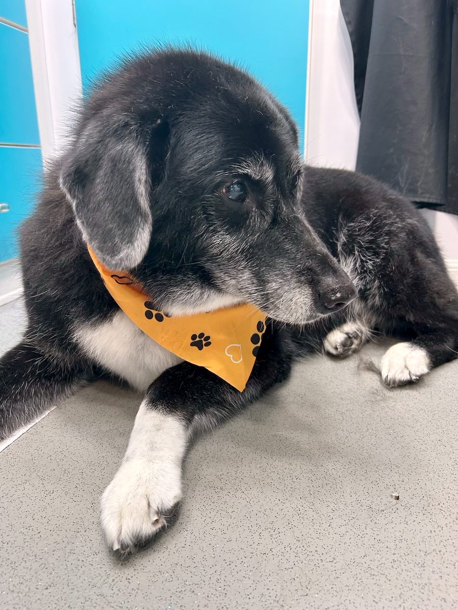 Senior black and white dog resting calmly with an orange bandana after her deshedding session