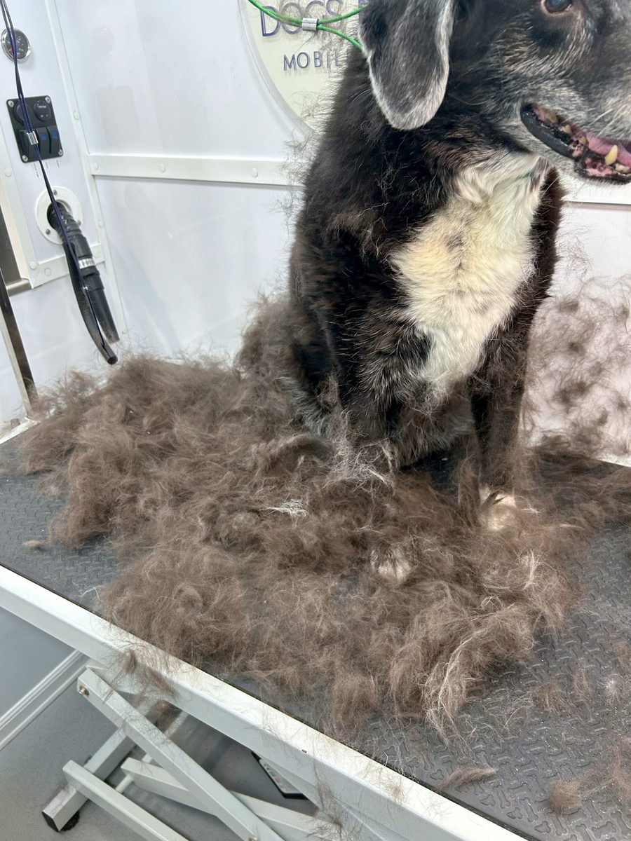 Senior black dog on the grooming table next to a large pile of undercoat removed during deshedding