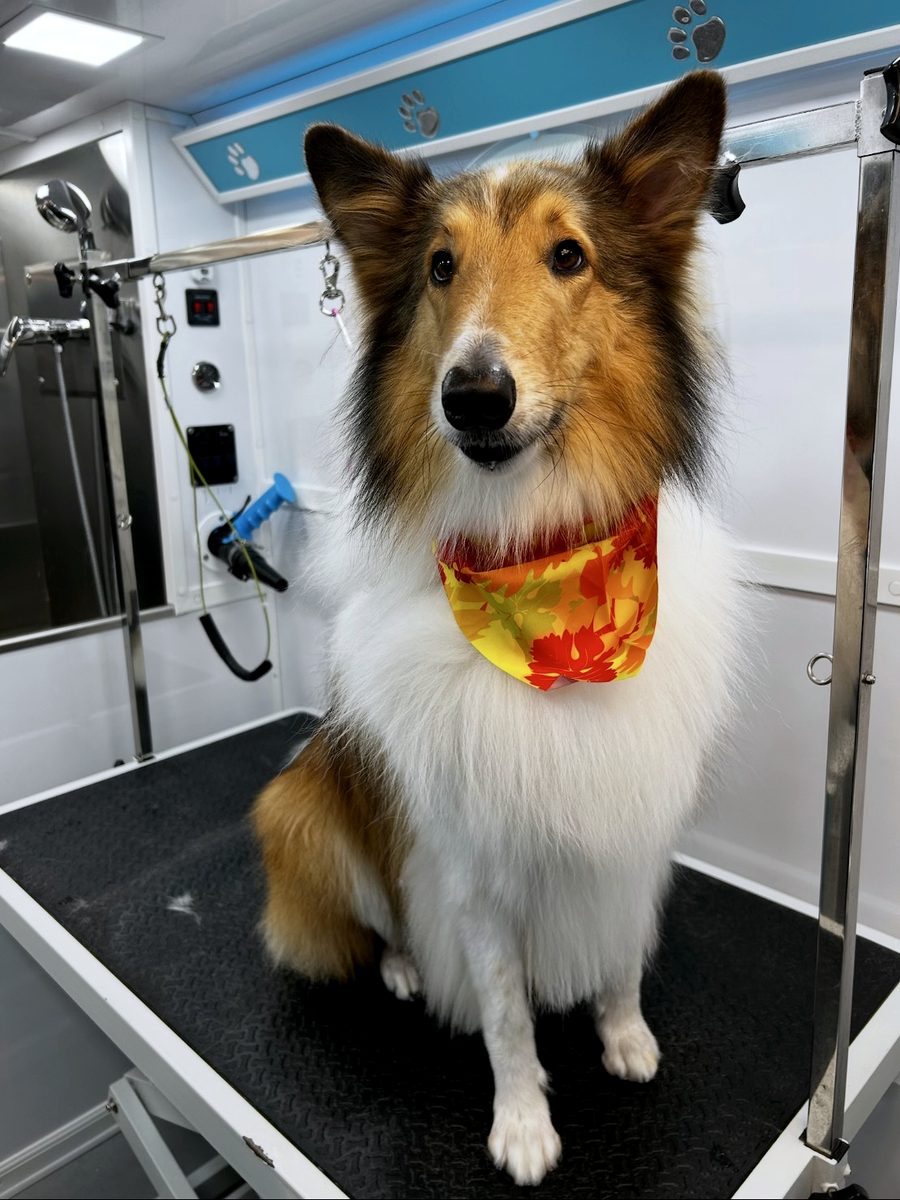 Sable and white Sheltie with a full, fluffy double coat sitting on the grooming table inside the Dogs'N Friends mobile van