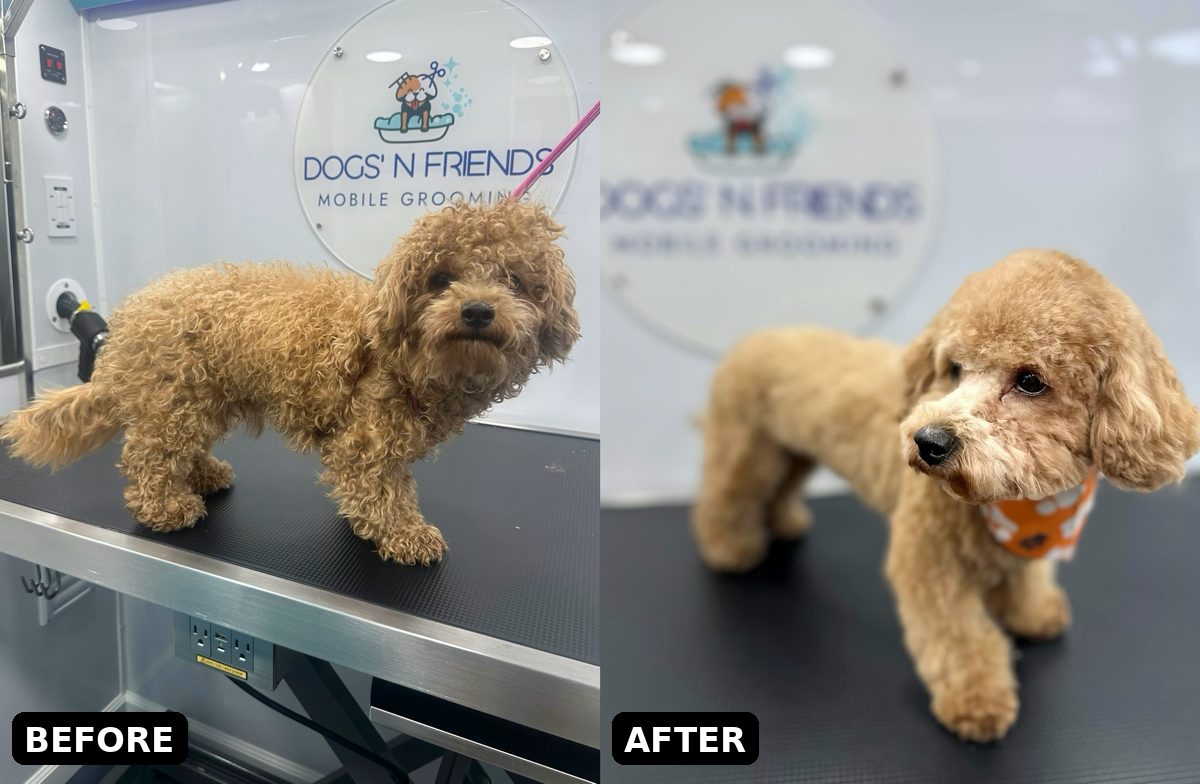 Small curly-coated apricot dog before and after a grooming session in the Dogs'N Friends van