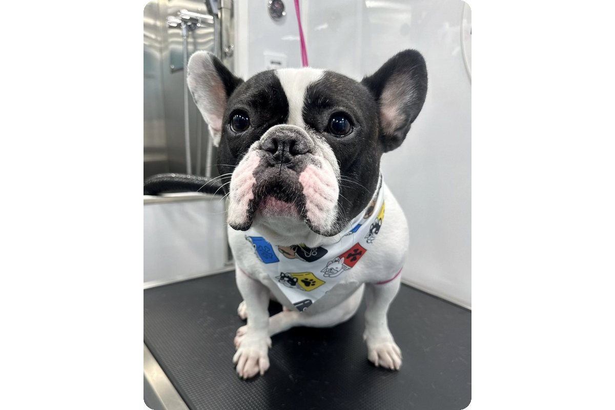 French Bulldog with a fresh bandana after a bath and tidy-up in the Dogs'N Friends mobile van