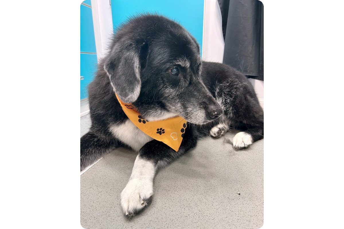 Senior dog resting calmly after a gentle one-on-one grooming session