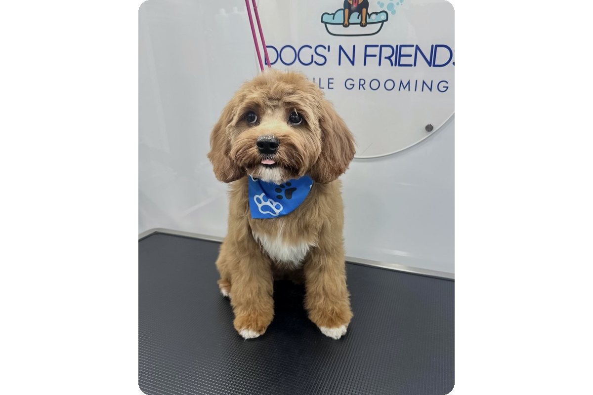 Red and white Doodle puppy with a fresh trim and blue bandana on the grooming table in the Dogs'N Friends van