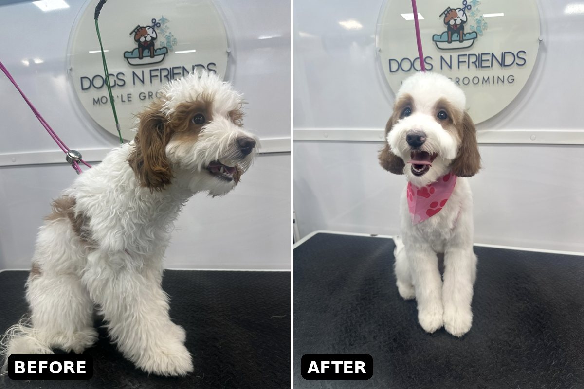 Puppy with a fluffy red and white coat before and after a gentle first groom in the Dogs'N Friends mobile van