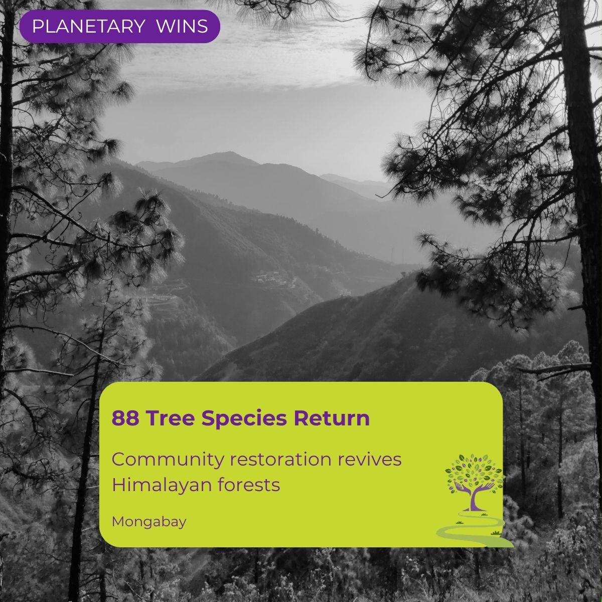 Himalayan forestry success