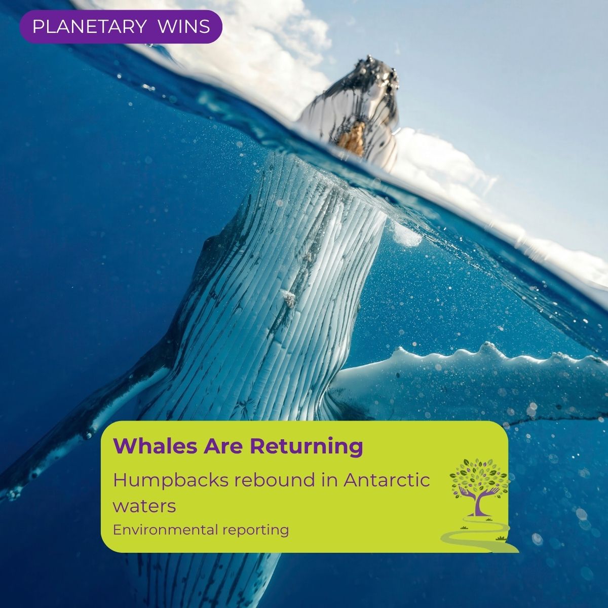 Humpback Whale recovery