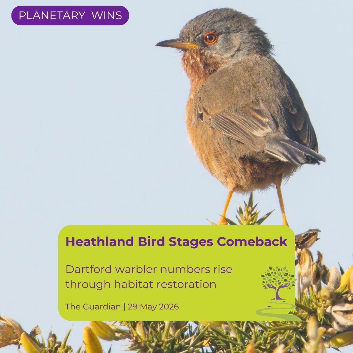 Dartford Warbler recovery