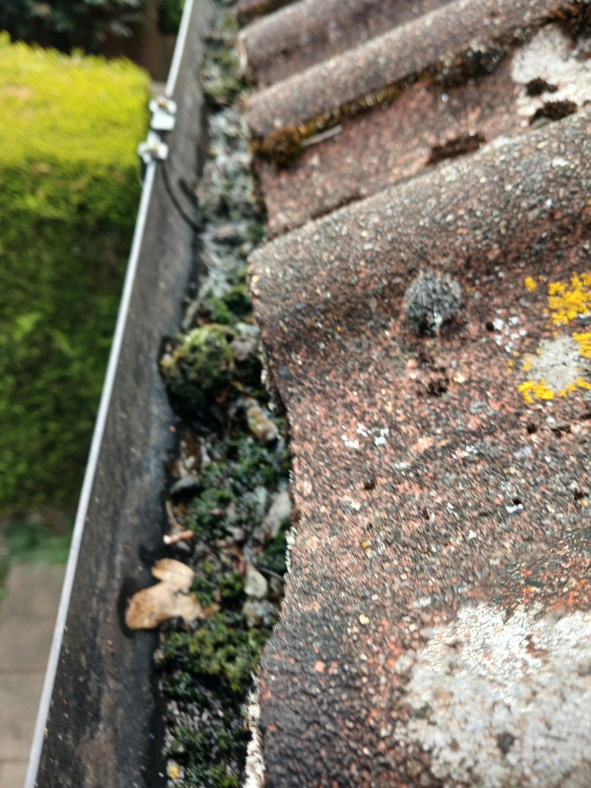 Gutter filled with moss and debris beside lichen-covered roof tiles