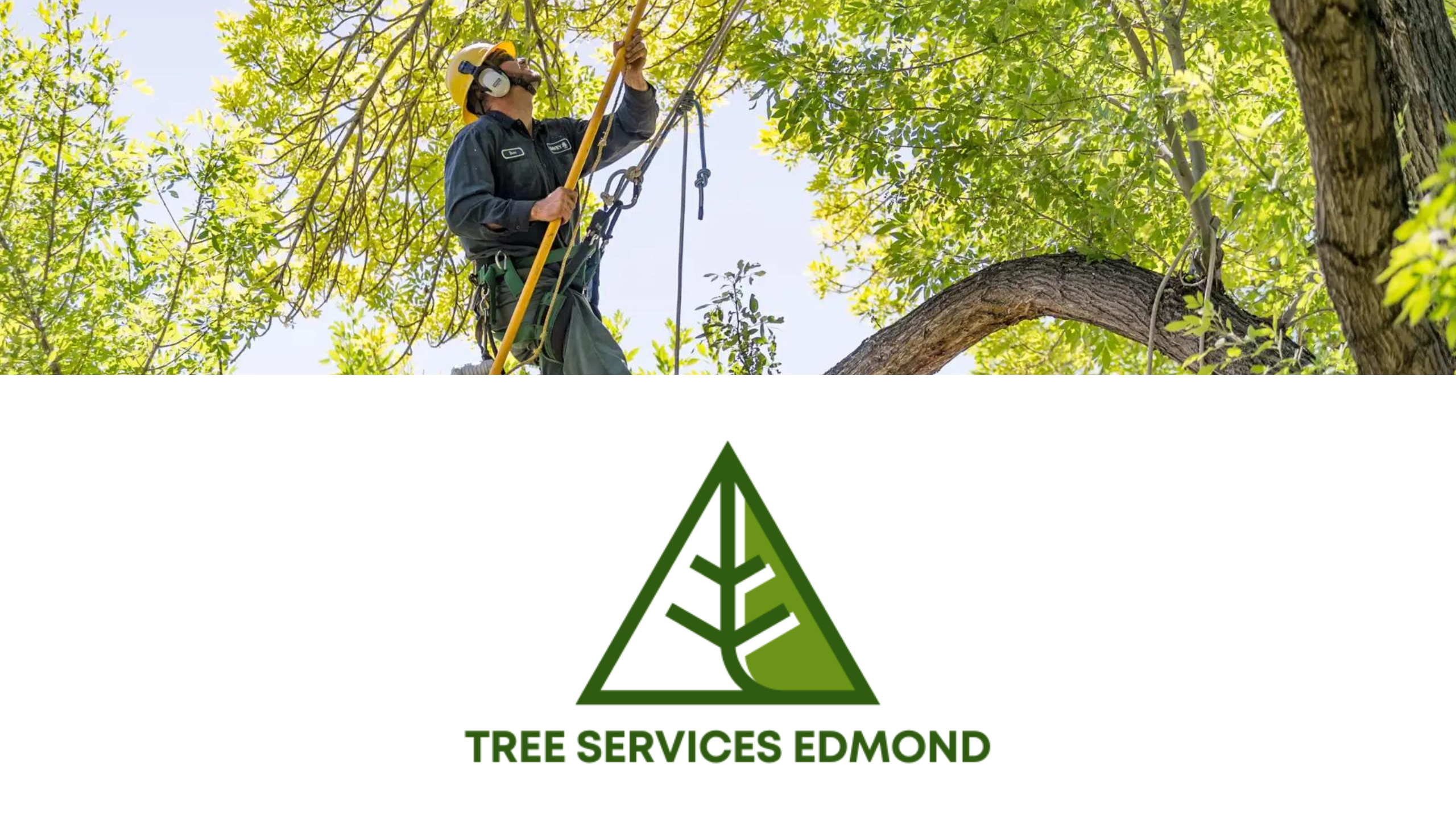 TREE COMPANY EDMOND