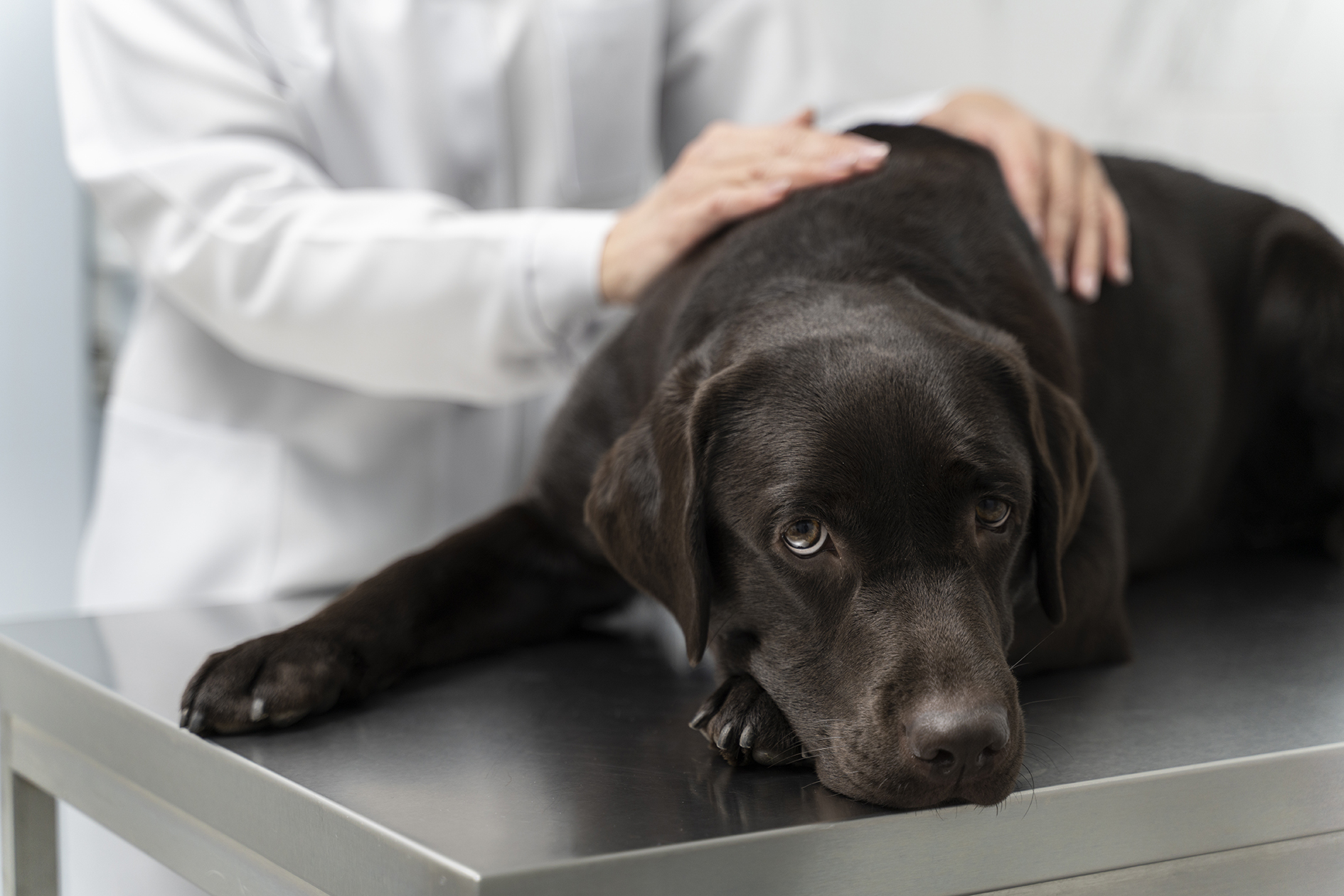 Veterinary professionals at work