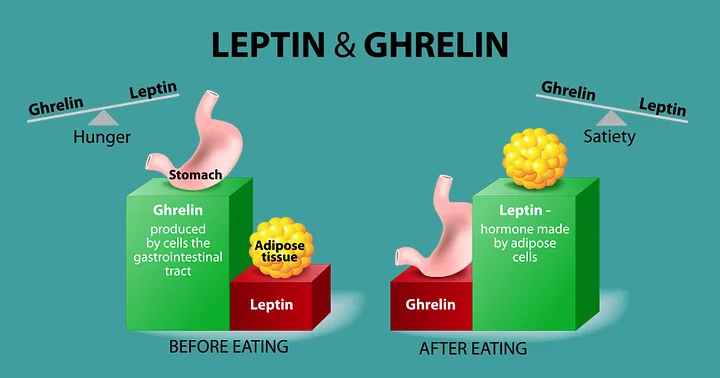 Diagram showing how the hormones leptin and ghrelin regulate hunger and fullness signals in the body Diagram showing how the hormones leptin and ghrelin regulate hunger and fullness signals in the body