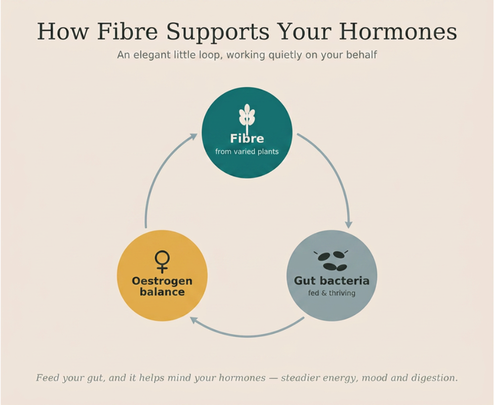 Cycle showing how fibre feeds gut bacteria that help balance oestrogen for steadier energy in midlife