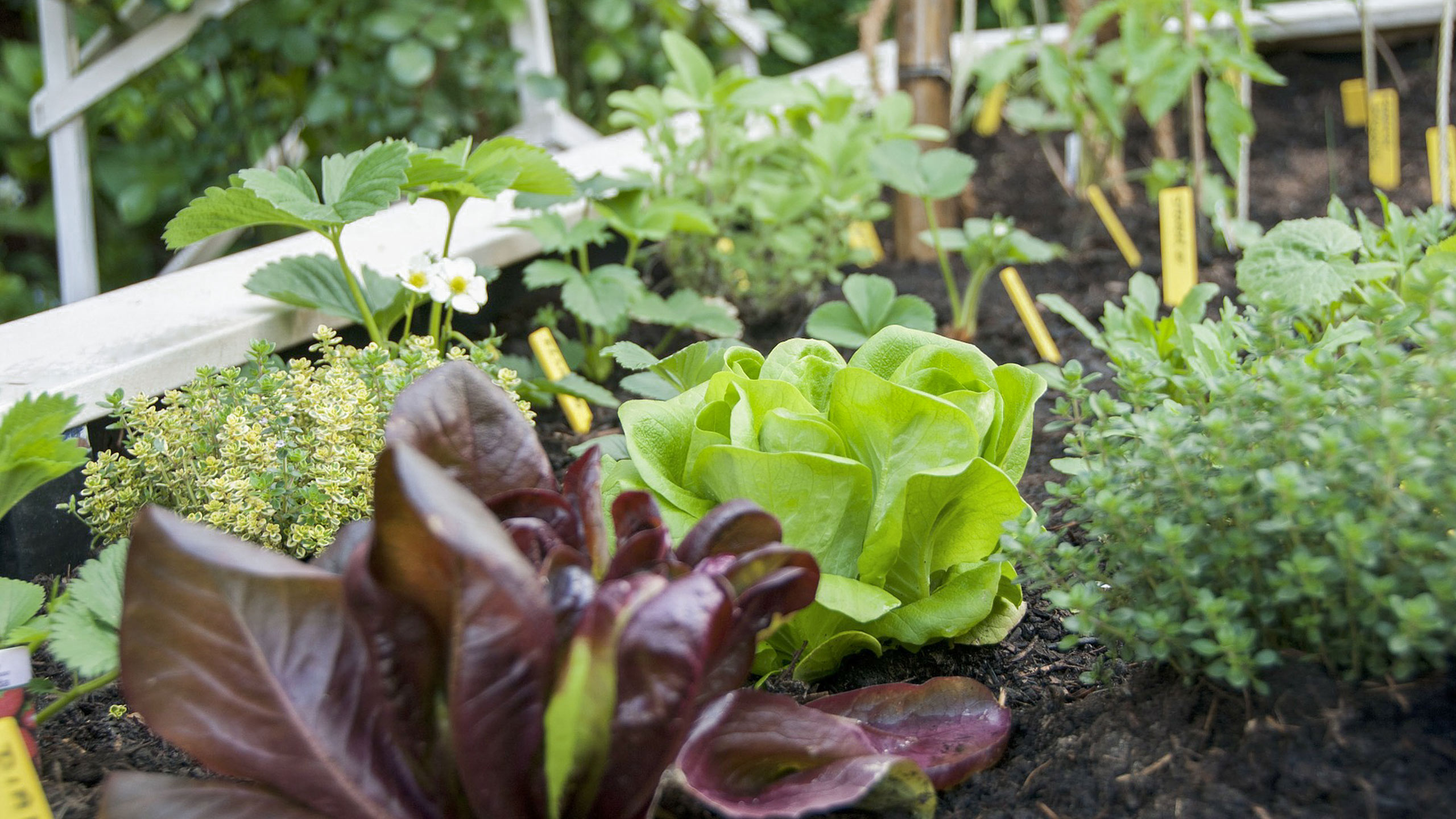 <h1><strong><span style="color: var(--cobalt)">4' x 30' Garden Plot</span></strong></h1>