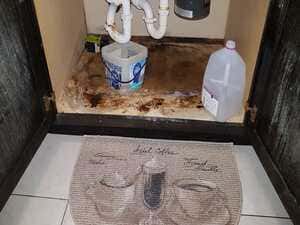 Mold assessment  (testing) in Tampa