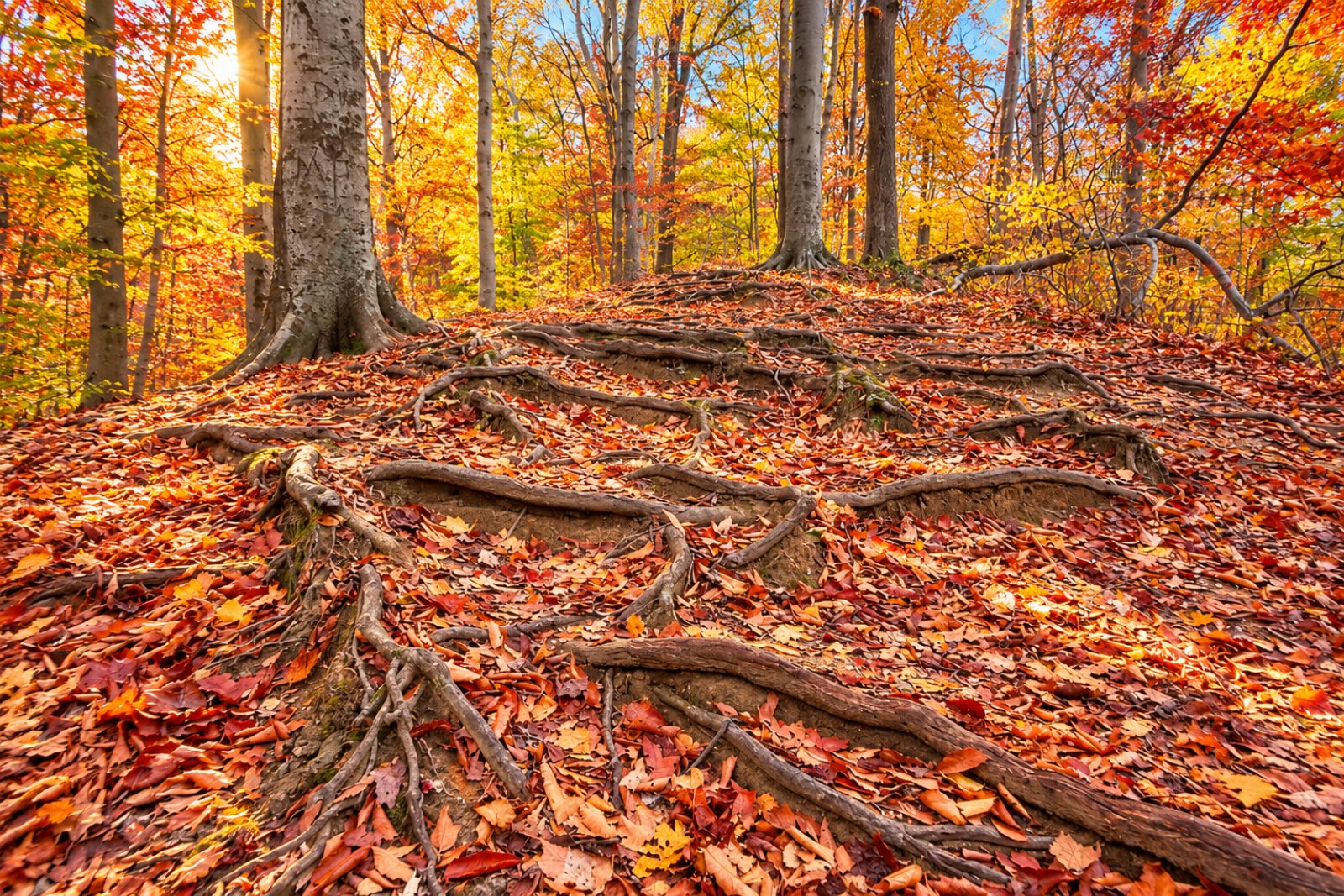 Autumn trail in the Avalon area of Patapsco Valley State Park near St. Denis, Maryland