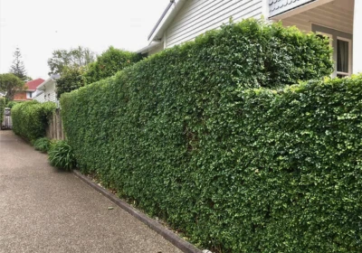 Recent work - Trimmed Hedge 