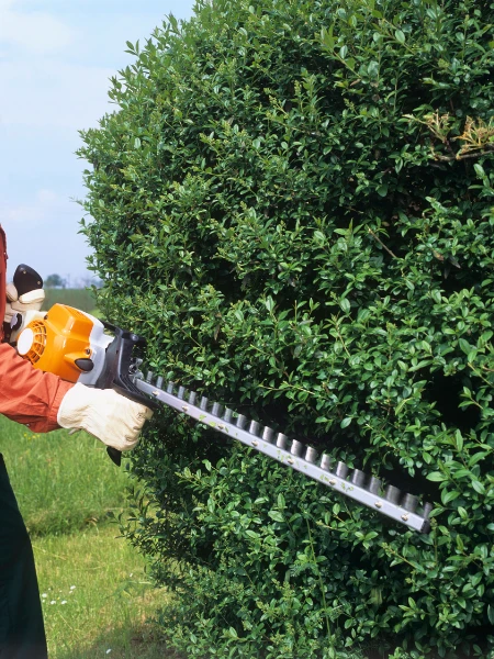 Hedge Trimming Job in Northland