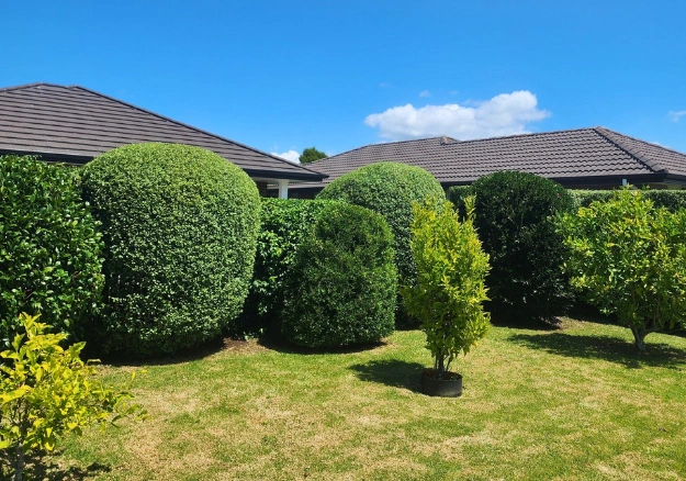 Lush green hedge freshly trimmed by professional gardeners in Whangārei