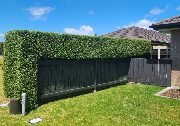 Neatly trimmed hedge after professional hedge trimming service in Whangārei