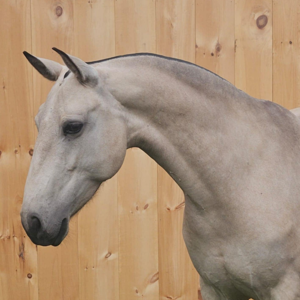 A true-to-type Lusitano sport horse, reflecting noble Portuguese heritage and modern athleticism. A true-to-type Lusitano sport horse, reflecting noble Portuguese heritage and modern athleticism.