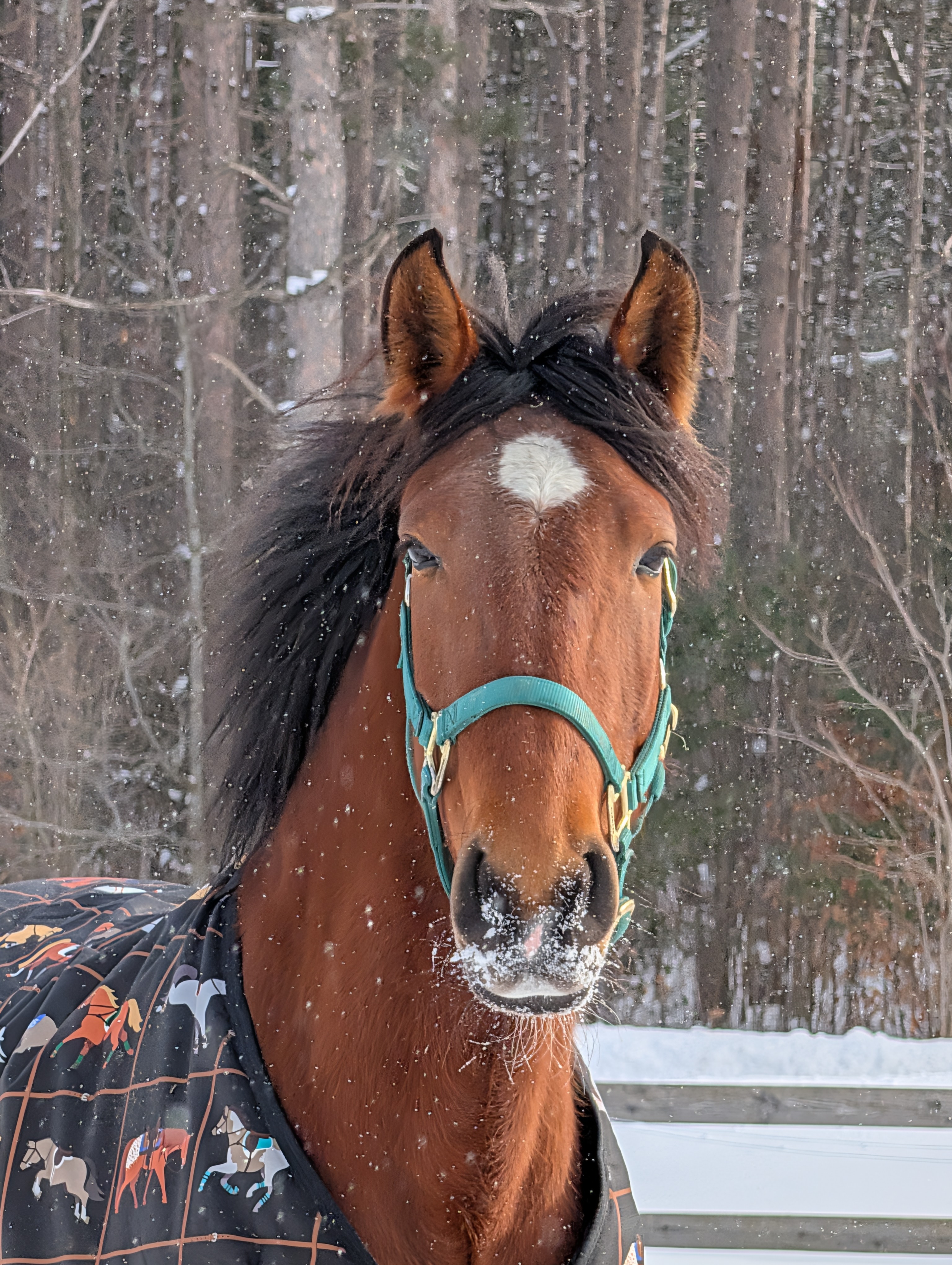 Lusitano mare Lusitano mare