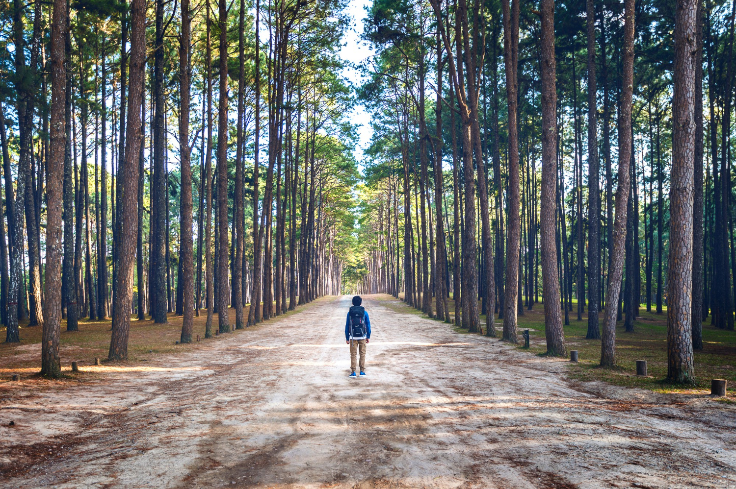 Hiking man with backpack walking in forest Hiking man with backpack walking in forest