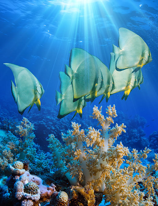 Un banc de platax argentés nageant au-dessus de récifs de coraux mous, illustrant la diversité des produits de la mer de haute qualité disponibles au marché international de Rungis, en France.