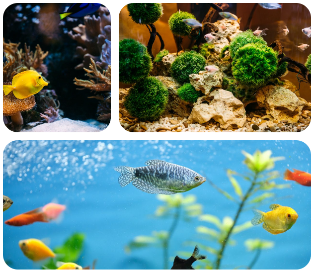 Montage de poissons d'aquarium colorés, incluant des gouramis et des tétras parmi des plantes aquatiques, illustrant l'expertise en sélection d'espèces aquatiques à Rungis, France.